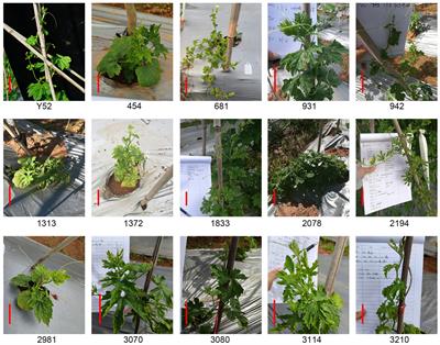 Construction of a density mutant collection in bitter gourd via new germplasms innovation and gene functional study